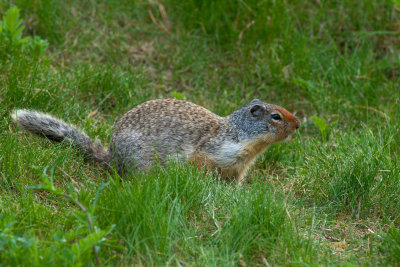 Spermophile Ground Squirrel CGCT Okanagan 16_20 June 09 122.jpg