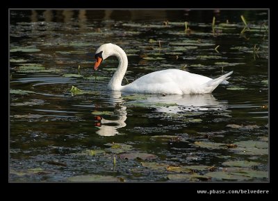Feeding Swan, Stowe
