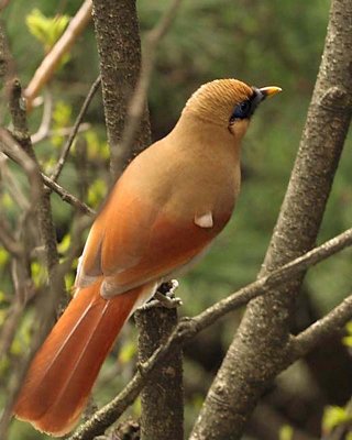 Buffy Laughingthrush (Garrulax berthemyi)