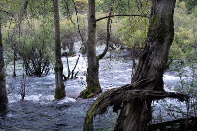 River - Trees above millpond
