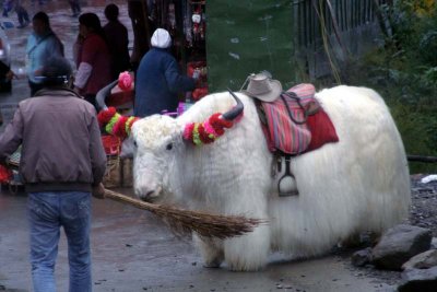 Yak - Wearing Service Uniform