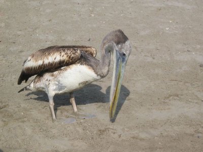 Booby Bird