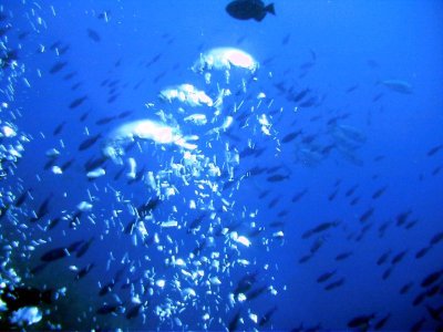 Underwater Photos