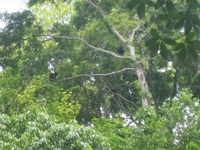 Howler Monkeys