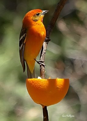 Flame Colored Tanager.jpg