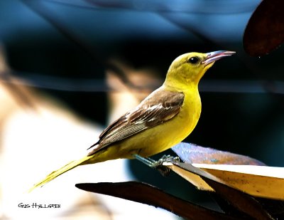 Hepatic-Tanager-Female.jpg