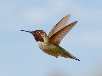 Annas Hummingbird.jpg