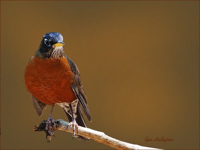 American Robin.jpg