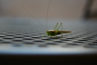 Grasshopper