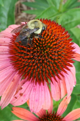 Buzzin' Around...