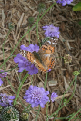 Flitter Flutter...