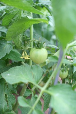 Green Tomato Growing