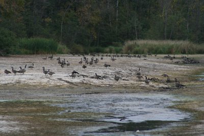 Black Otter Lake~The Drawdown ~