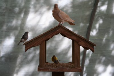 The Birdies House...