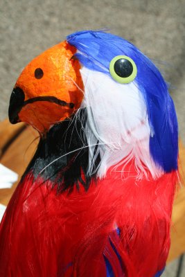 Now, this Bird will Talk Your Head off, Ha ha!!