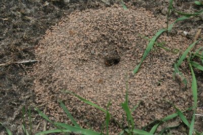 Ant Farm