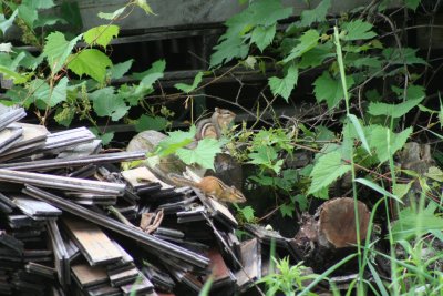 My 'Ears' Followed the Loud Squeaking to Find...
