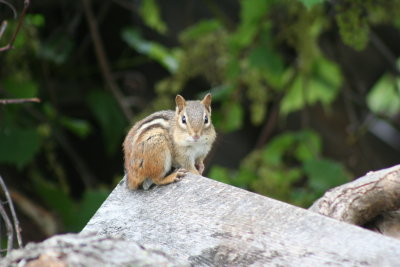 Squeek!!