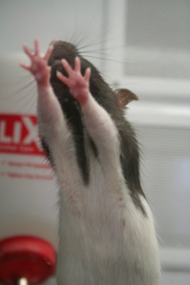 Come and Get Me!