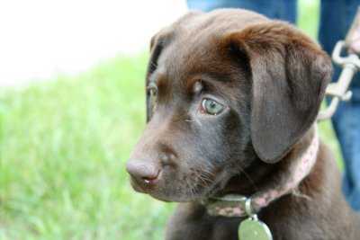 Puppy Wants to Go Chase that Rabbit!