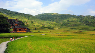 Rice fields and terraces