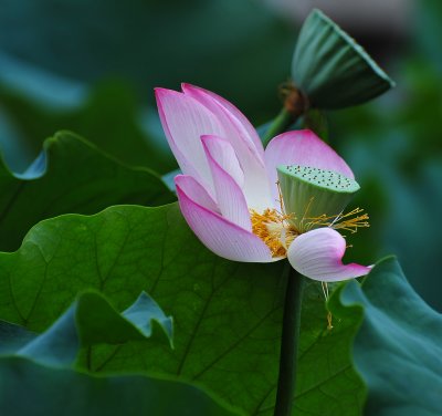 Xijiang Miao Village - Lotus flower