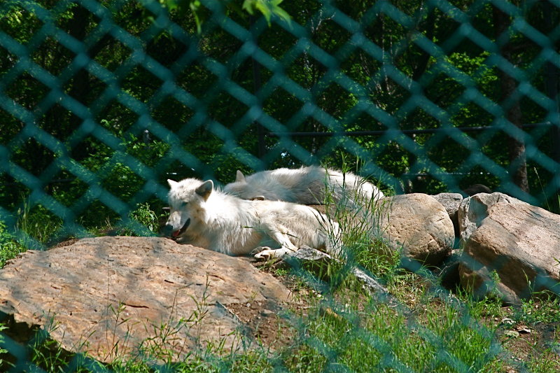 Arctic Wolf(Canus lupus hudsonicus)