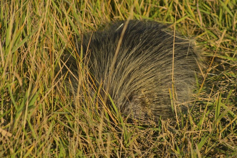 The porcupine in question