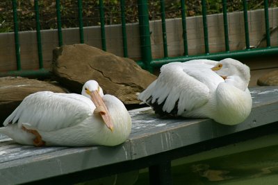 Pelicans soaking up the sun by the water.
