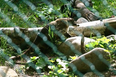 White nosed coatimundi(nasua narica)