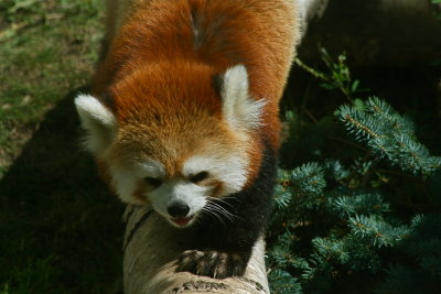 Red Panda cub(Ailurus fulgens)