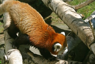 Red Panda cub(Ailurus fulgens)