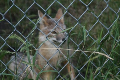 Lurking behind the fence