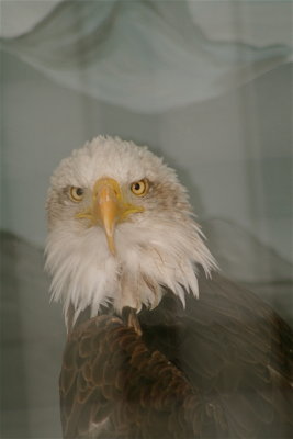 Liberte...