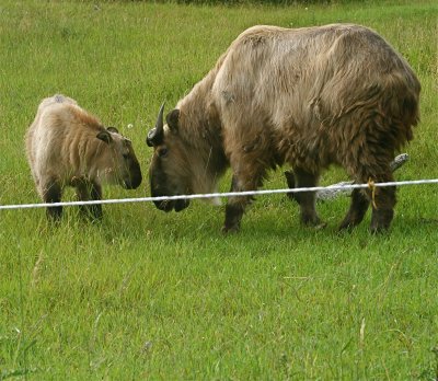 Sichuan takin(Budorcas taxicolor)