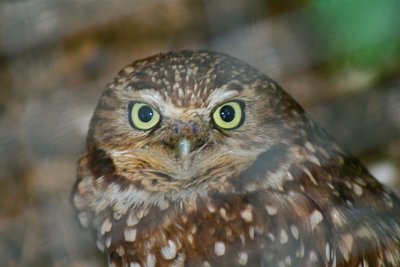 Burrowing Owl(Athene cunicularia)