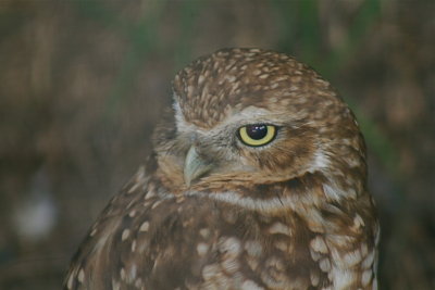 Burrowing Owl(Athene cunicularia)