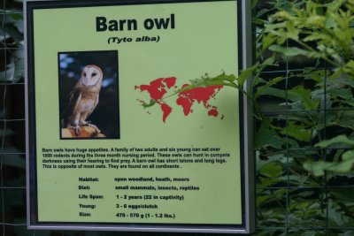 Barn Owl sign