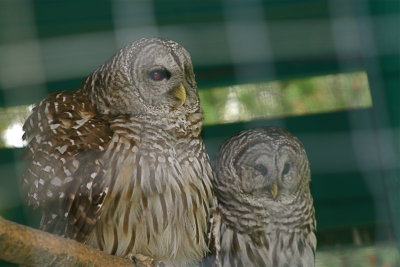 Barn Owl