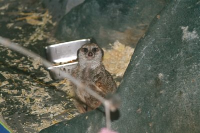 Meerkat