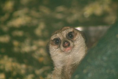 Peek-a-boo