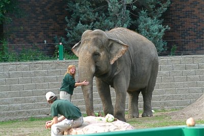 Lucy the Asian Elephant