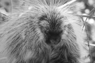 Porcipine in BW