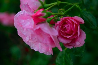 Alberta's Provincial Flower-The Wild Rose