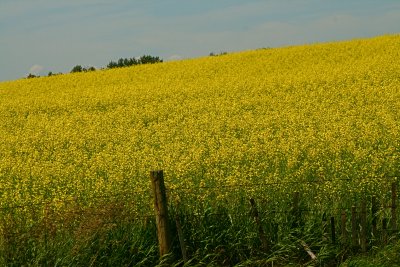 Canola in full bloom