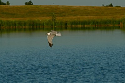 Gliding gull