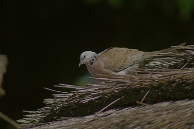 The spotted dove sat observing from it's high perch