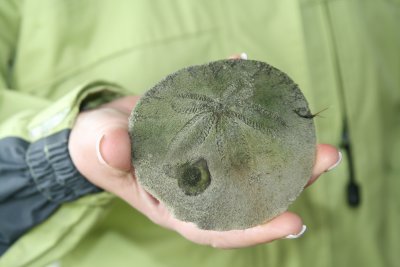 Sand  Dollar