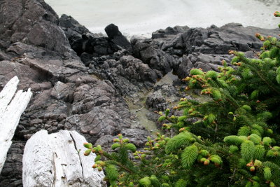 Cox Bay near Tofino