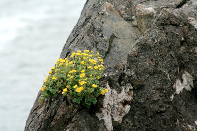 Rock flowers